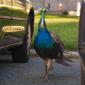 Somebody lost a Peacock in Queens