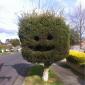 Happy tree is happy