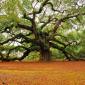 Angel Oak tree in South Carolina