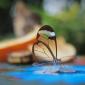 Translucent Glasswinged Butterfly