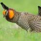 Attwater's prairie chicken