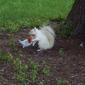 Albino Squirrel Eating a Cheeseburger