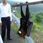 Largest bat on Earth - The Pemba Flying Fox