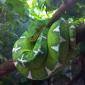 Emerald Boa, from the Shedd Aquarium in Chicago