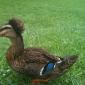 Afro duck