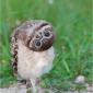 Burrowing owl doing what a burrowing owl does