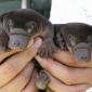 Baby Platypus