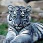 Blue Maltese Tiger