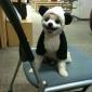 Panda Dog