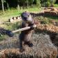 Otter + Hammer