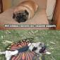 Puggerpillar