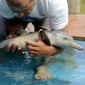 Baby Dolphin