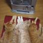 Warm Kitties