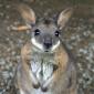 Cute Wallaby