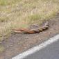 Two Copperhead Snakes in Australia