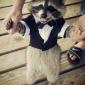 Raccoon In A Suit