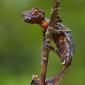 Leaf Tailed Gecko