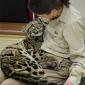 Clouded Leopard Cub @ The San Diego Zoo