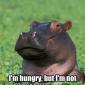 Adequately Hungry Hippo