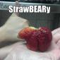 StrawBEARy