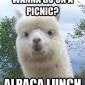 Wanna Go On A Picnic?