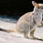 Baby Wallaby