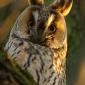 Long Eared Owl