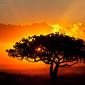 African Sunset