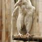 White Raven