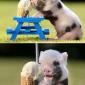 Happy Piglet