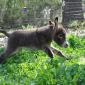 Baby Donkey