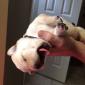 Yawning Puppy