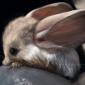 Long Eared Jerboa