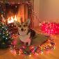 Christmas Corgi