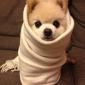 Puppy Burrito