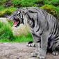 Maltese Tiger