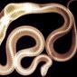 X-Ray of a Snake