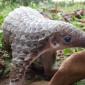 Baby Pangolin