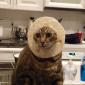 Pita Cat