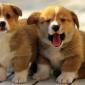 Corgi Puppies