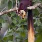 Malabar Giant Squirrel