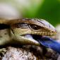 Blue Tongued Skink