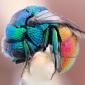 Rainbow Fly