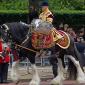 British Army Drum Horse