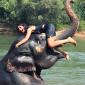 Playing with an elephant in Thailand