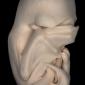 Bat Embryo