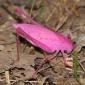 Pink Katydid