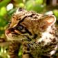 Baby Ocelot