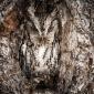 Eastern Screech Owl