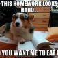 The Dog Ate My Homework